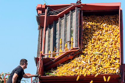 Объем экспорта продукции АПК Московской области увеличился